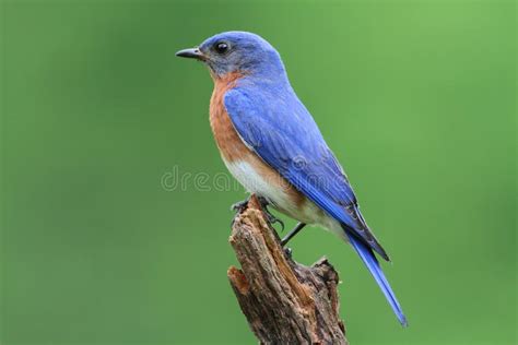 Male Eastern Bluebird With Baby Stock Image Image Of Fledgling