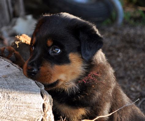 American In Auckland Five Week Old Rottweiler Puppies