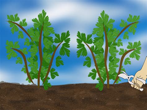 How to Grow Lovage: 7 Steps (with Pictures) - wikiHow