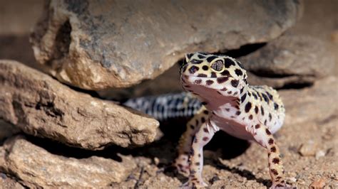 2 how long can a leopard gecko go without eating? Leopard Gecko | San Diego Zoo Animals & Plants