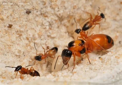 تفسير حلم النمل في دورة المياه