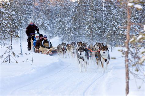 Husky Sledding Holidays 20242025 Best Served Scandinavia
