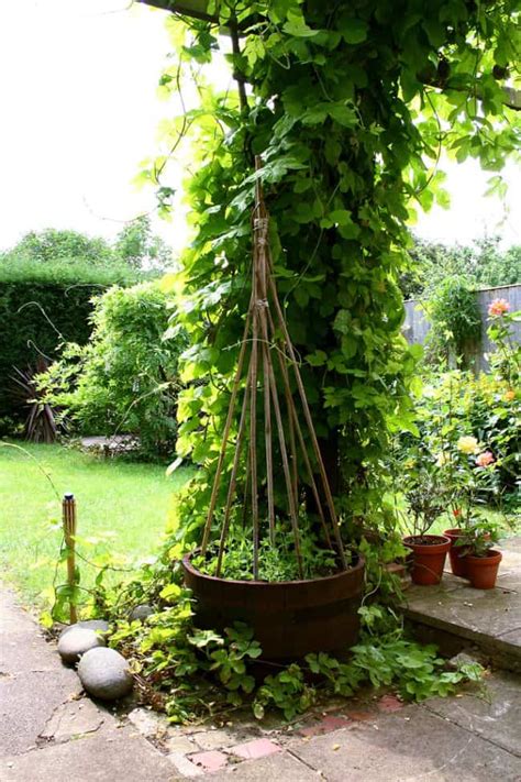 The fencing rolls are secured against a wall and finished with a zinc then rolled bamboo fencing is an excellent solution to convert your wood fence into a small tropical paradise. 25 DIY Pea Trellis Ideas For Your Garden | Gardenoid