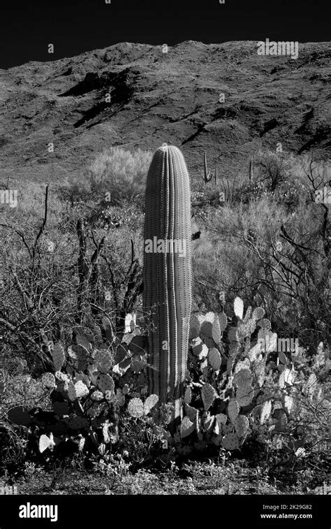 Saguaro Cactus Sonora Desert Arizona Stock Photo Alamy