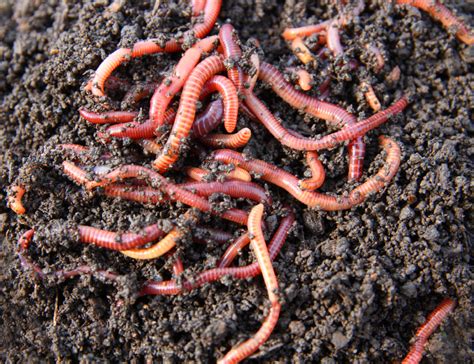Worms ~ Worms Compost~ Worms Perth ~ Worm Castings ~ Worm Workshops