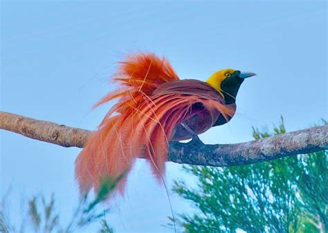 Raggiana Bird Of Paradise Alchetron The Free Social Encyclopedia
