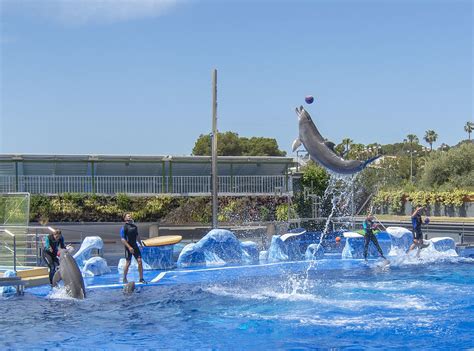 Marineland Mallorca Ticket With 10 Discount And Skip The Line