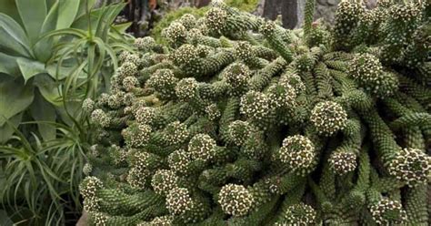 Euphorbia Caput Medusae Growing The Exotic Looking Medusa Plant