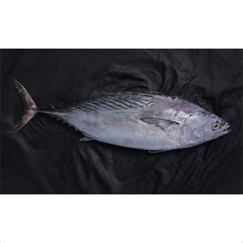 Bonito Tuna Fish Supplierexporterwholesaler From Veraval