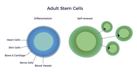 Biodistribution Of Adult Stem Cells Ambrose Cell Therapy