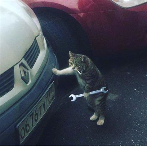 A Cat Standing On Its Hind Legs With A Wrench In Its Mouth