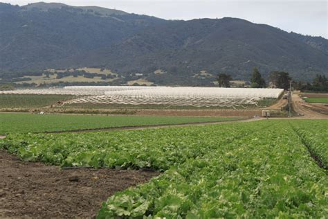 Fear Not For Your Salad The Salinas Valley Is Growing Things Mavens