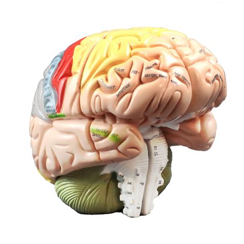 Anatomy Brain Anatomical Model Human Brain Model Anatomy Models My