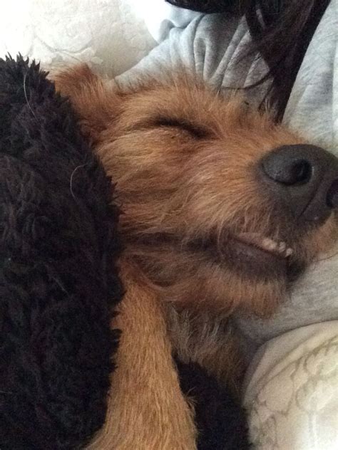 Hier findest du alle informationen. Griffon fauve de Bretagne | Puppy love, Dogs, German shepherd
