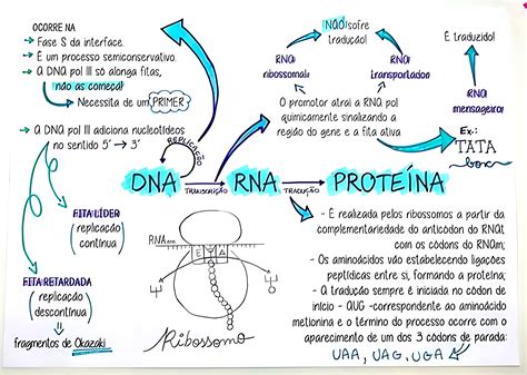 Mapa Mental Sobre Ácidos Nucleicos Dna E Rna Maps4study