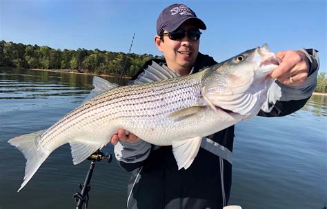 How To Catch Striped Bass Freshwater