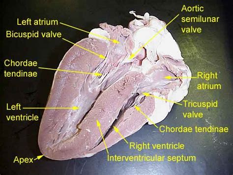 Sheep Heart Anatomy Labeled Chemistry Labs