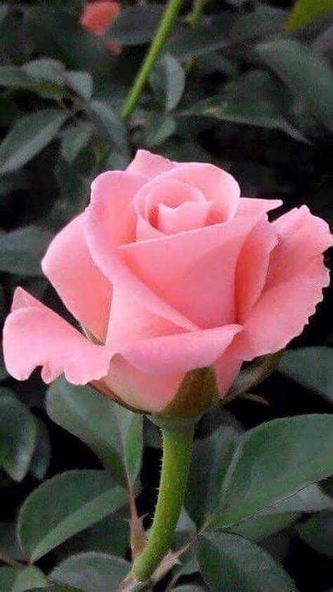 La soluzione per la definizione pianta ornamentale con fiori simili a rose è stata trovata nel nostro motore di ricerca. Pin di Ina su Rosas | Bellissimi fiori, Fiori rosa e Fiori esotici