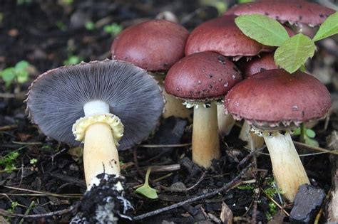 Starting A Mushroom Garden 5 Ways To Get Growing