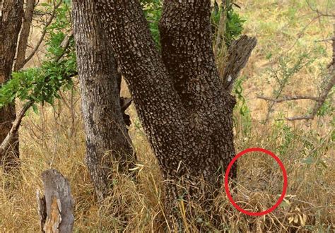 27 Animal Camouflage Pictures Thatll Mess With Your Eyes