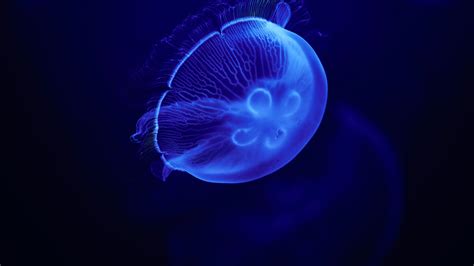 5120x2880 Jellyfish Blue 5k 5k Hd 4k Wallpapers Images Backgrounds