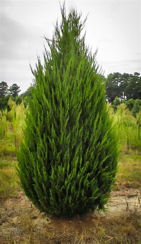 The spartan juniper is a dynamic evergreen conifer with naturally dense, conical growth! Spartan Juniper | Screen plants, Privacy landscaping ...