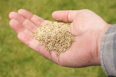 How To Harvest Grass Seed Everything You Need To Know For Success