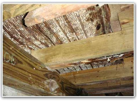 People usually go face a lot of trouble in trying to clean their homes. How to Remove Musty Odor from the AtticOdorKlenz is ...