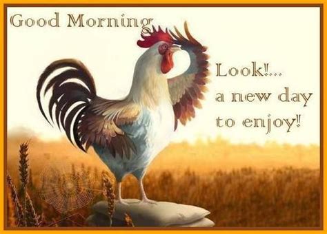 Rooster Good Morning Funny Good Morning Quotes Funny Good Morning