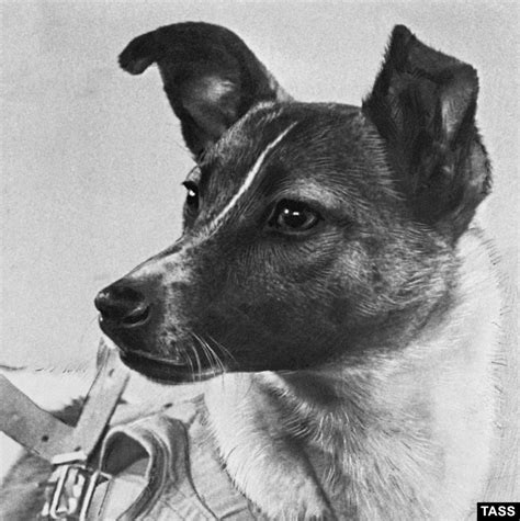 When Did Laika The Dog Go To Space