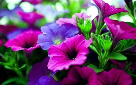 Multiple sizes available for all screen sizes. Nature Flower Wallpapers - Wallpaper Cave