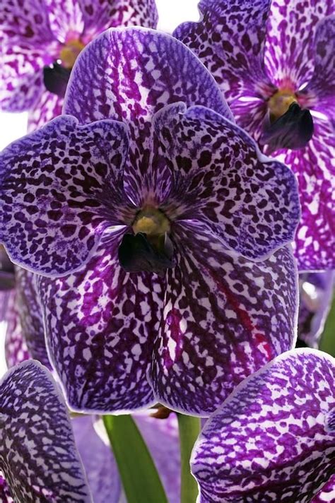 Vanda Exotic Purple 43 Gorgeous Orchids That Show Their
