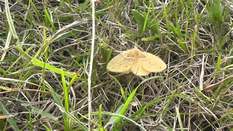 Tea Tussock Moth Arna Pseudoconspersa YouTube