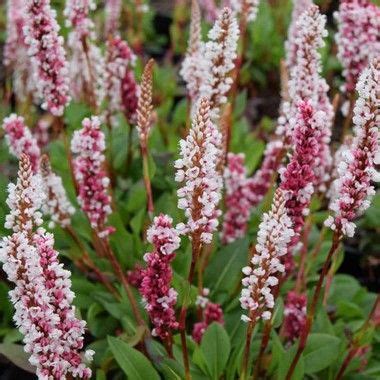 These blossom nurseries are occupied with sending out lovely and fascinating. Persicaria affinis 'Darjeeling Red' !! LOOKING GOOD ...