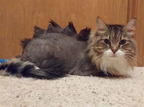 Dinosaur Cat Haircuts 20 Pics