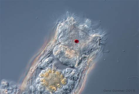 Wasserleben Mikrofotografie Der Organismenvielfalt Aquatischer Biotope