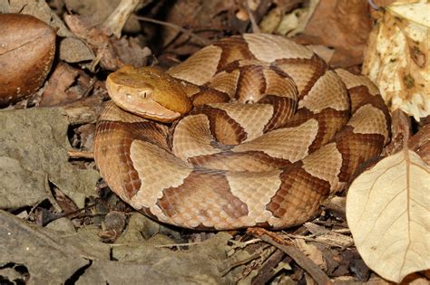 6 Tips For Keeping Copperheads Away Jung Seed Gardening Blog
