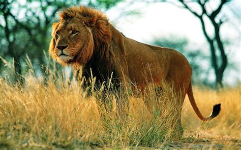 El Increíble Mundo De Los Animales León Africano