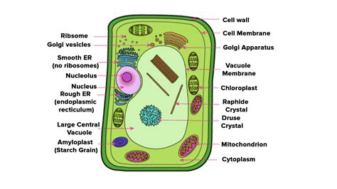 Do Animal Cells Have A Cell Wall