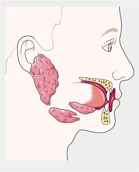 Salivary Glands Mouth Salivary Glands Clipart Cliparts And Cartoons