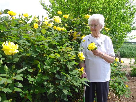 One winter day grandma is too tired to bake, but she rubs before reading prereading focus questions before introducing the book to students, you may wish to develop background information, tap prior. PLANTanswers: Plant Answers > GRANDMA'S YELLOW ROSE