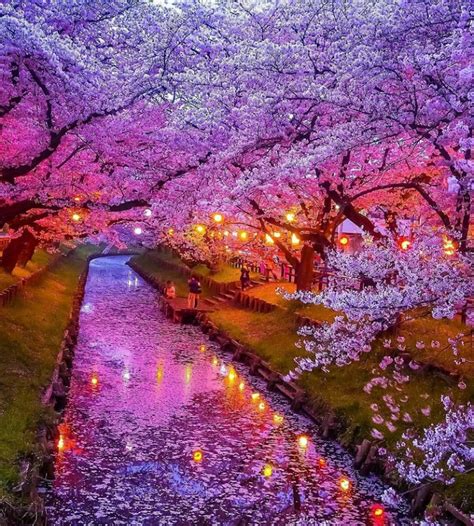 Amazing Places To See Cherry Blossoms In Japan Travel Notes And Guides