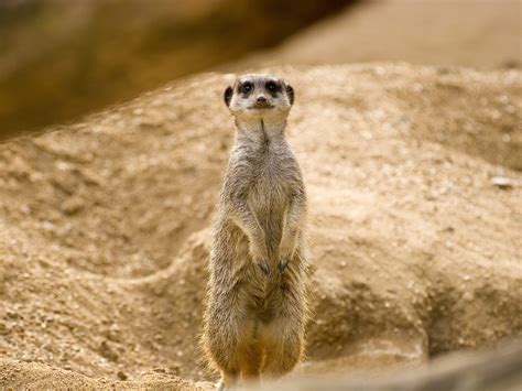 Meerkat The Biggest Animals Kingdom