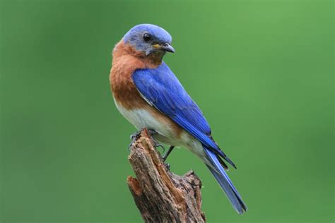 6 Proven Ways To Attract Bluebirds 2023 Pet Lovers