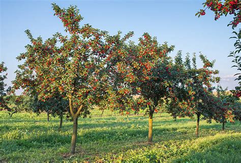 Royalty Free Cherry Orchard Pictures Images And Stock Photos Istock