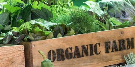 Berikut Fakta Tentang Sayur Organik Yang Perlu Anda Ketahui Hubstler