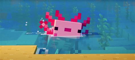 Everything You Need To Know About Axolotls In Minecraft Cyberpost