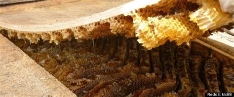 Basically just make it an undesirable place to live and they will. Massive Bee Infestation Transforms Roof Into Huge Hive ...