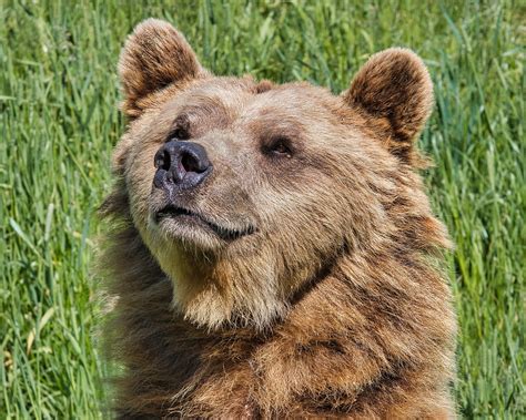 Brown Bear Animal Free Photo On Pixabay Pixabay