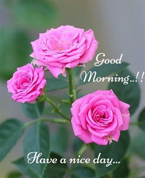 Good Morning Good Morning Images Flowers Good Morning Roses Good